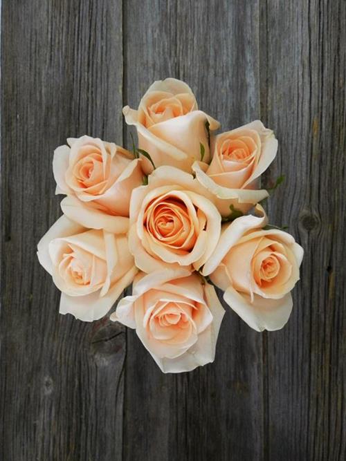 ALEJANDRA  PEACH ROSES